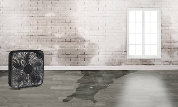 Best Carpet water damage restoration  in Beulah, ND